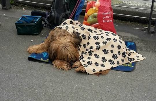 Nikolaus für Obdachlose und ihre vierbeinigen Freunde Nikolaus für Obdachlose und ihre vierbeinigen Freunde