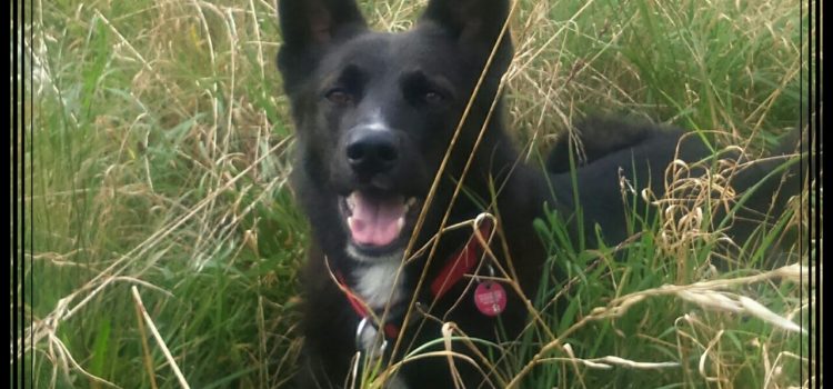 Sam sucht dringend ein neues Zuhause! Sam sucht dringend ein neues Zuhause!