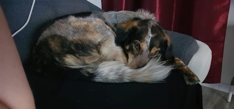 Dringend neues Zuhause gesucht! Dringend neues Zuhause gesucht!