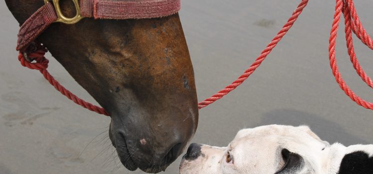 Geschenke zur Unterstützung! Geschenke zur Unterstützung!