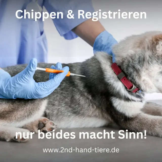 Immer wieder sonntags informieren wir euch über Themen, die uns aktuell besonders beschäftigen.

Nach Silvester möchten wir einen wichtigen Hinweis mit euch teilen:
Chippen allein reicht nicht – registrieren ist genauso wichtig.

Rund um den Jahreswechsel sind wieder viele Hunde entlaufen. Einige wurden gefunden und in Tierheimen abgegeben. Das Problem:
Viele dieser Tiere waren zwar gechippt, aber nicht registriert. Ohne Registrierung lässt sich kein Besitzer zuordnen – und das Tier bleibt unnötig lange im Tierheim.

Das gilt nicht nur für Hunde, sondern genauso für Katzen.

Ein Mikrochip ist nur eine Nummer. Erst durch die Registrierung wird daraus eine Verbindung zu euch als Halter.
Diese Registrierung ist kostenlos und kann z. B. bei TASSO oder FINDEFIX erfolgen.

Unser Appell:
👉 Lasst eure Tiere chippen
👉 Und registriert sie unbedingt
👉 Prüft regelmäßig, ob eure Daten noch aktuell sind

Es ist ein kleiner Schritt – aber im Ernstfall kann er den entscheidenden Unterschied machen.

#tierschutz
#chippenundregistrieren
#haustierregistrierung
#tasso
#findefix