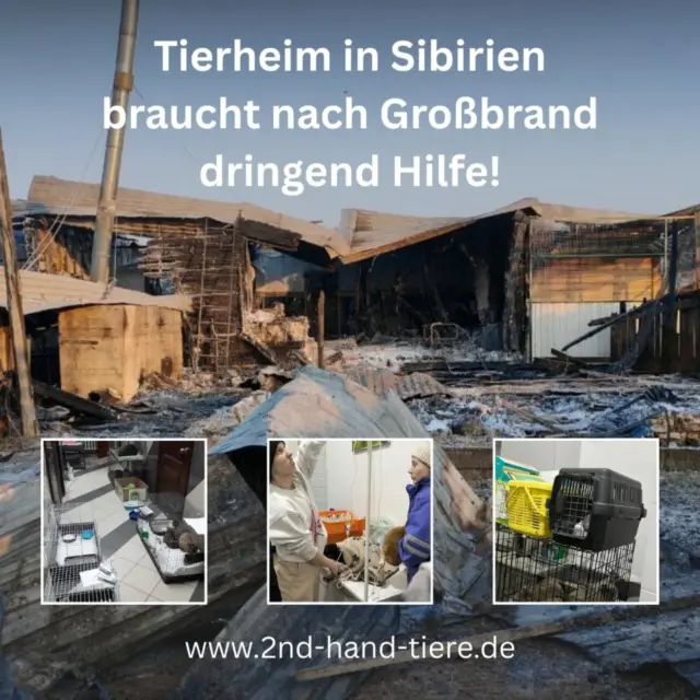 🔥 Unfassbare Tragödie im Tierheim Abakan (Sibirien) 🔥

Am 18.01.2026 wurde das Zuhause von ca. 650 Hunden und 120 Katzen von einem verheerenden Brand zerstört. Ein Heizkessel explodierte – Flammen, Rauch, Panik.

Freiwillige und Helfer kämpften 7 Stunden gegen das Feuer. Katzen wurden verzweifelt durch Fenster gerettet, Invalidenhunde hinausgetragen.
😢 Eine Katze und ein Hund haben es nicht geschafft. Ein weiterer Hund kämpft um sein Leben. 
Zwischen 100 und 110 Katzen sind aktuell außer Haus untergebracht. Seit gestern (24.01.2026) sind alle über den Berg. 9 extrem betroffene Katzen werden immer noch 24h in der Hachiko-Klinik betreut.

Die Tierheimleiterin und ihr Team haben alles verloren. Trotzdem haben sie bis zur Erschöpfung Leben gerettet.
🙏 Bitte helft, diesen Tieren wieder ein Zuhause zu geben. Jeder Euro zählt.

Hier der Link zur Homepage des Vereins, wo Ihr die Details zur Situation nachlesen könnt: 
https://tierhilfe-bluemoon.de/

💙 Spenden:
Tierhilfe Bluemoon & Pfötchenfreunde e.V.
IBAN: DE19 7105 0000 0020 1040 30
Verwendungszweck: Brandkatastrophe

oder PayPal: thbluemoonev@gmx.de

Danke von Herzen für jede Unterstützung 🐾💔

#brandkatastrophe 
#tierheimabakan 
#tierschutz 
#spendenaufruf 
#tierschutzinternational 
rettunginnot 
gemeinsamstark
immerwiedersonntags