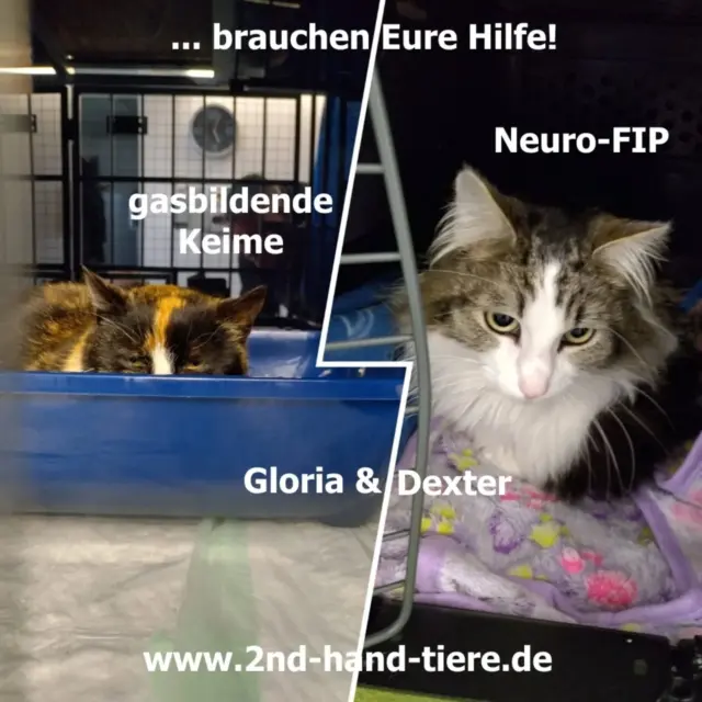 Immer wieder sonntags informieren wir Euch über Themen, die uns aktuell besonders beschäftigen.

Direkt zwei schwere NotFelle 

NEURO-FIP und gasbildende KEIME

Dexter  hat Neuro-FIP, aber wir haben bereits mit der Behandlung begonnen. Da seine neurologischen Ausfälle bislang noch begrenzt sind, hoffen wir sehr auf eine erfolgreiche Therapie. 

Außerdem brauchen wir Hilfe für Gloria. Die etwa 7-jährige Streunerkatze aus Gangelt kam am 19.04.26 zu uns. Zunächst dachten wir an eine Verletzung nach einem Autounfall, weil sie humpelte. Beim Tierarzt zeigte sich jedoch etwas viel Schlimmeres: Gloria hatte 40 Grad Fieber und einen gasbildenden Keim im Bein, der bereits Knochen und Körper angreift. Sie bekommt Medikamente, Infusionen und kämpft tapfer weiter. 

Nun stehen leider sehr hohe Kosten an:

•	Dexter: ca. 1.200 € für Medikamente, dazu Kontrollen, Blutbilder und Nahrungsergänzungsmittel 
•	Gloria: bereits 180 € Erstbehandlung, weitere Kosten werden folgen 

Wir bitten Euch von Herzen um Unterstützung für Dexter und Gloria. Nur mit Eurer Hilfe können wir ihnen die Chance auf Rettung geben. Danke für jede Spende. ❤

Spendenkonto Paypal:

info@2nd-hand-tiere.de 
BITTE MIT VERMERK "Dexter & Gloria" 

(Spendenquittungen sind natürlich auch möglich - ab 200 € für kleinere Beträge reicht ein Kontoauszug als Nachweis)

#immerwiedersonntags
#fundsachen
#tierschutz
#nurzusammensindwirstark
#hilfebenötigt