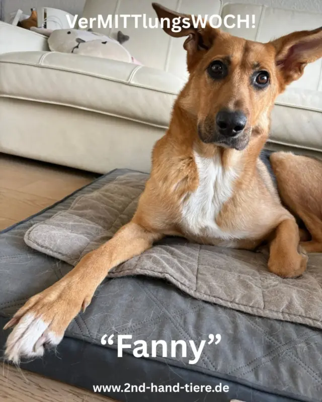 🐾 Zuhause gesucht für Fanny 🐾

Für die 5,5-jährige Mischlingshündin Fanny suchen wir im Rahmen einer Privatvermittlung ein neues, passendes Zuhause.

Die Entscheidung fällt ihrer Besitzerin alles andere als leicht. Aus gesundheitlichen, alters- und kraftbedingten Gründen sowie durch Veränderungen der Wohnsituation ist jedoch klar geworden, dass Fanny langfristig nicht mehr so gehalten werden kann, wie sie es verdient hätte.

Fanny wiegt ca. 28 kg, hat eine Schulterhöhe von etwa 55 cm und ist nicht kastriert.

Zuhause zeigt sich Fanny als fröhliche, anhängliche und verspielte Hündin. Sie kennt den Familienalltag mit Kindern bzw. Enkelkindern und hat früher sowohl mit einer weiteren Hündin als auch mit einer Katze zusammengelebt. Im vertrauten Umfeld und mit ihren Menschen ist sie freundlich, verschmust und sehr menschenbezogen.

Draußen braucht Fanny allerdings erfahrene und souveräne Menschen an ihrer Seite. In ihrem gewohnten Umfeld zeigt sie territoriales Verhalten, das außerhalb ihres direkten Umfeldes deutlich weniger ausgeprägt ist.

Die größte Herausforderung sind unerwartete Begegnungen mit fremden Hunden. Hier kann Fanny schnell stark nach vorne gehen und eskalieren, weshalb sie draußen zur Sicherheit einen Maulkorb trägt, den sie kennt und problemlos akzeptiert.

Spaziergänge erfordern daher Aufmerksamkeit, vorausschauendes Management und klare Führung. Mit bekannten Hunden sind gemeinsame Spaziergänge hingegen gut möglich.

Für Fanny wünschen wir uns ein eher ruhiges Zuhause bei Menschen mit Hundeerfahrung, die bereit sind, verantwortungsvoll mit ihrer Thematik umzugehen und ihr gleichzeitig Sicherheit und Orientierung zu geben.

Mit passendem Management und Training lässt sich im Alltag vieles begleiten und verbessern — trotzdem suchen wir Menschen, die sich bewusst sind, dass bestimmte Themen bei manchen Hunden dauerhaft Aufmerksamkeit und Verantwortung erfordern können.

Ein Zuhause ohne ständigen Trubel oder wechselnden Hundekontakt wäre vermutlich ideal.

📍 Privatvermittlung mit Schutzvertrag und Schutzgebühr
💰 Schutzgebühr: 250 €
🎁 Zubehör und Futter werden mitgegeben

Bei ernsthaftem Interesse meldet euch - wir stellen dann den Kontakt her.