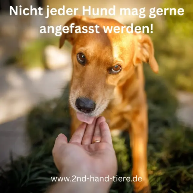 Immer wieder sonntags informieren wir euch über Themen, die uns aktuell besonders beschäftigen.

🐾 „Nicht jeder Hund möchte angefasst werden.“

Ein Hund, der freundlich aussieht, mit dem Schwanz wedelt oder ruhig neben seinem Menschen sitzt, möchte nicht automatisch Kontakt mit fremden Menschen. Und das ist völlig okay.

Gerade auf Veranstaltungen, Spaziergängen oder im Alltag erleben Hunde oft, dass Menschen einfach auf sie zugehen, sie anschauen, sich über sie beugen oder sie ungefragt anfassen. Für manche Hunde ist das kein Problem. Für andere aber schon.

Nicht jeder Hund mag Nähe von Fremden.
Nicht jeder Hund mag Kinder.
Nicht jeder Hund möchte gestreichelt werden.
Und manche Hunde lernen genau das vielleicht gerade erst.

Deshalb unsere kleine Bitte:
👉 Fragt kurz nach, bevor ihr einen Hund anfasst.
👉 Respektiert ein Nein.
👉 Achtet auf Körpersprache und Abstand.

Das Gleiche gilt übrigens auch für Katzen und andere Tiere. Nicht jedes Tier möchte Kontakt – auch wenn wir Menschen es gut meinen.

Rücksicht bedeutet manchmal einfach, einem Tier die Wahl zu lassen. 💚

#hundeverstehen
#körpersprachehund
#rücksicht
#tierschutz
#alltagmithund
respektfürtiere
hundealltag
kommunikationmithund
immerwiedersonntags