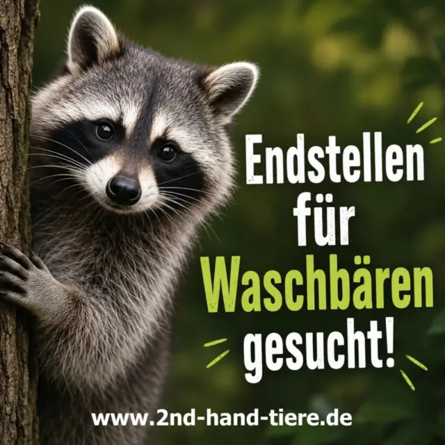 Immer wieder sonntags (heute mal auf Montag verschoben) informieren wir Euch über Themen, die uns aktuell besonders beschäftigen.

Endstelle für Waschbären gesucht! 

Da sich, eigentlich wie jedes Jahr, die Anfragen zur Aufnahme von Waschbären häufen, wollen wir dies einmal zum Anlass nehmen, um nach ENDSTELLEN für Waschbären zu suchen.

Pflegestellen können nur Waschbären aufnehmen, wenn es geeignete Endstellen gibt. 

Diese sind leider aufgrund von hohen Auflagen sehr rar und daher suchen wir dringend Endstellen für Waschbären!
 
Dies können Zoo´s, Tierparks oder auch sonstige Stellen mit entsprechender Genehmigung sein. 
Örtlich kann man sich da leider nicht viel aussuchen, also gerne auch Stellen, die etwas weiter entfernt sind. 

Und da wir gerade beim Thema sind, wollen wir einmal allgemein darauf hinweisen, dass nicht jedes Wildtier (Jungtier) automatisch Hilfe benötig wenn es mal alleine unterwegs ist. 
Sei es ein Fuchs, ein Waschbär oder was es sonst noch so gibt... Jungtiere sind oftmals auf Erkundungstour und die Elterntiere ggfls. in der Nähe aber für uns nicht sichtbar.
 
Seht oder findet ihr irgendwo ein Wildtier und seid Euch nicht sicher, beobachtet erst einmal und wendet Euch an eine geeignete Stelle (via Google oder z. B. Wildtiergruppen bei Facebook) die Euch entsprechend beraten können, wenn das Tier nicht OFFENSICHTLICH Hilfe benötigt aufgrund einer sichtbaren Verletzung oder sehr auffälligem Verhalten. 

Zur Not ruft bei einem ortsansässigen Tierschutzverein an und erkundigt Euch dort nach geeigneten Stellen, bevor ein Tier unnötig eingesammelt wird, weil man die Situation als „ahnungsloser“ Mensch eventuell fehlinterpretiert. 

#waschbär
#endstellengesucht
#wildtiere
#tierschutz
#gemeinsamfürtiere
tierliebe
immerwiedersonntags