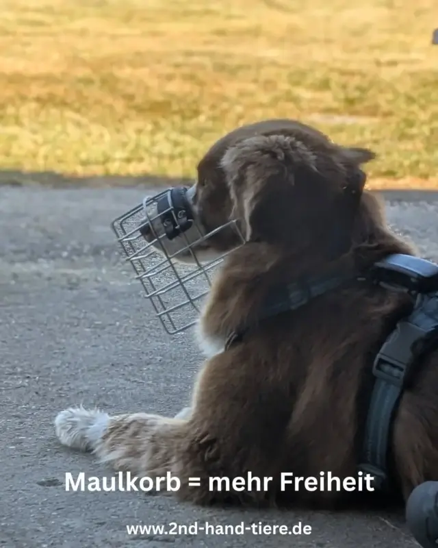 Immer wieder sonntags informieren wir euch über Themen, die uns aktuell besonders beschäftigen.

🐾 Maulkorb = mehr Freiheit

„Der arme Hund…“
„Warum muss der denn einen Maulkorb tragen?“
„Der sieht doch so niedlich und lieb aus!“

Sätze wie diese hören viele Hundehalter immer noch regelmäßig. Dabei wird ein Maulkorb häufig völlig falsch verstanden.

Ein gut sitzender Maulkorb ist keine Strafe und kein Zeichen dafür, dass ein Hund gefährlich ist. Er ist ein Sicherheitswerkzeug, für den Hund, seinen Menschen und seine Umwelt.

Gerade wenn ein Hund noch im Training ist, nach einer schlechten Erfahrung unsicher reagiert oder sein Verhalten noch nicht zuverlässig eingeschätzt werden kann, ermöglicht ein Maulkorb oft genau das, was ohne ihn nicht möglich wäre: Teilhabe.

Der Mensch kann entspannter handeln, das Training wird sicherer und der Hund bekommt die Chance, Erfahrungen zu sammeln, statt von vornherein ausgeschlossen zu werden.

Deshalb lohnt es sich, jeden Hund frühzeitig und positiv an einen gut passenden Maulkorb zu gewöhnen. Nicht erst, wenn man ihn plötzlich braucht, etwa beim Tierarzt, in öffentlichen Verkehrsmitteln oder nach einer Verletzung.

Ein Maulkorb bedeutet nicht weniger Lebensqualität. Oft bedeutet er sogar das Gegenteil: mehr Sicherheit, mehr Teilhabe und mehr Freiheit. 💚