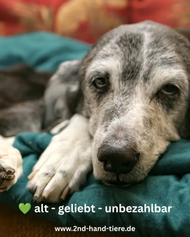Immer wieder sonntags informieren wir euch über Themen, die uns aktuell besonders beschäftigen.

🐾 Tiere werden älter, genau wie wir.

Wenn wir an ein Haustier denken, haben viele zuerst einen verspielten Welpen, ein neugieriges Kätzchen oder ein junges Kaninchen vor Augen.

Doch auch unsere Tiere werden älter. Sie laufen vielleicht nicht mehr ganz so schnell, hören oder sehen schlechter oder brauchen etwas mehr Ruhe. Das macht sie nicht weniger liebenswert – nur ihre Bedürfnisse verändern sich.

Ein gemütlicher Spaziergang statt einer langen Wanderung. Eine weiche Liegefläche. Eine Rampe statt einer Treppe. Oder einfach ein bisschen mehr Geduld im Alltag.

Gerade ältere Tiere werden im Tierschutz oft übersehen, weil viele Menschen ein junges Tier suchen. Dabei sind Senioren häufig wunderbare Begleiter, die einfach nur ein ruhiges Zuhause und Menschen brauchen, die sie so annehmen, wie sie sind.

Alt zu werden ist ein Geschenk , für uns und für unsere Tiere. ❤️