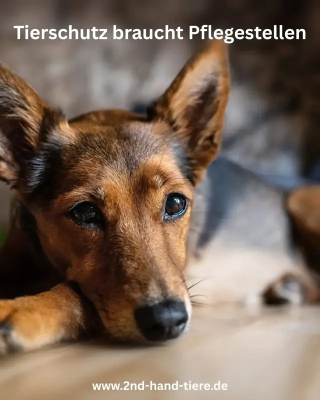 Immer wieder sonntags informieren wir euch über Themen, die uns aktuell besonders beschäftigen.

🐾 Tierschutz braucht Pflegestellen!

Hund, Katze, Kaninchen, Maus, nicht jedes Tier kann direkt in sein endgültiges Zuhause ziehen. 
Und nicht für jedes Tier steht kurzfristig ein Platz im Tierheim oder auf einer anderen geeigneten Stelle zur Verfügung.

Genau hier sind Pflegestellen oft unverzichtbar.

Sie bieten vorübergehend ein Zuhause, geben Sicherheit und Versorgung und ermöglichen einem Tier erst einmal anzukommen. 
Gleichzeitig lernen Pflegestellen ihre Schützlinge im Alltag kennen. Was braucht das Tier? Was macht ihm Schwierigkeiten? Was funktioniert gut? Und vor allem: Welches Zuhause passt wirklich zu ihm?

Diese Erfahrungen können für eine spätere Vermittlung unglaublich wertvoll sein.

Pflegestelle zu sein bedeutet natürlich auch Verantwortung. Man nimmt ein Tier auf, dessen Geschichte und Verhalten vielleicht noch nicht vollständig bekannt sind. 
Man investiert Zeit, Geduld und manchmal auch ziemlich starke Nerven und irgendwann heißt es im besten Fall wieder Abschied nehmen.

Deshalb möchten wir heute einfach einmal Danke sagen. 💚

Danke an all die Pflegestellen da draußen, die ihre Türen öffnen, Platz schaffen, Tiere versorgen, beobachten, begleiten und ihnen den nächsten Schritt ermöglichen.

Ohne euch wäre vieles im Tierschutz schlicht nicht möglich. 🐾

#pflegestelle #tierschutz #tierschutzverein #ehrenamt #gemeinsamfürtiere